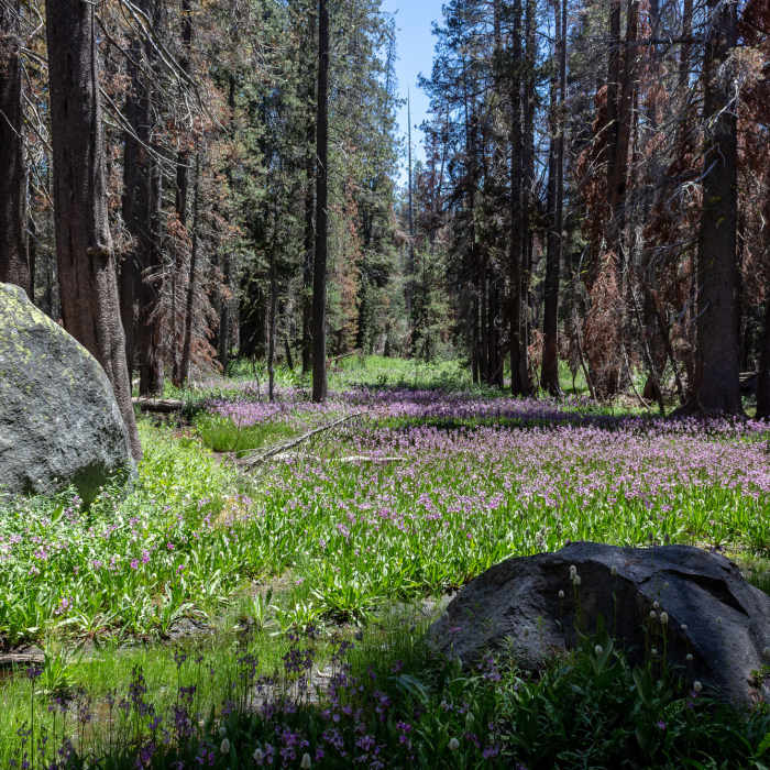 Near Chilnualna Creek Trail