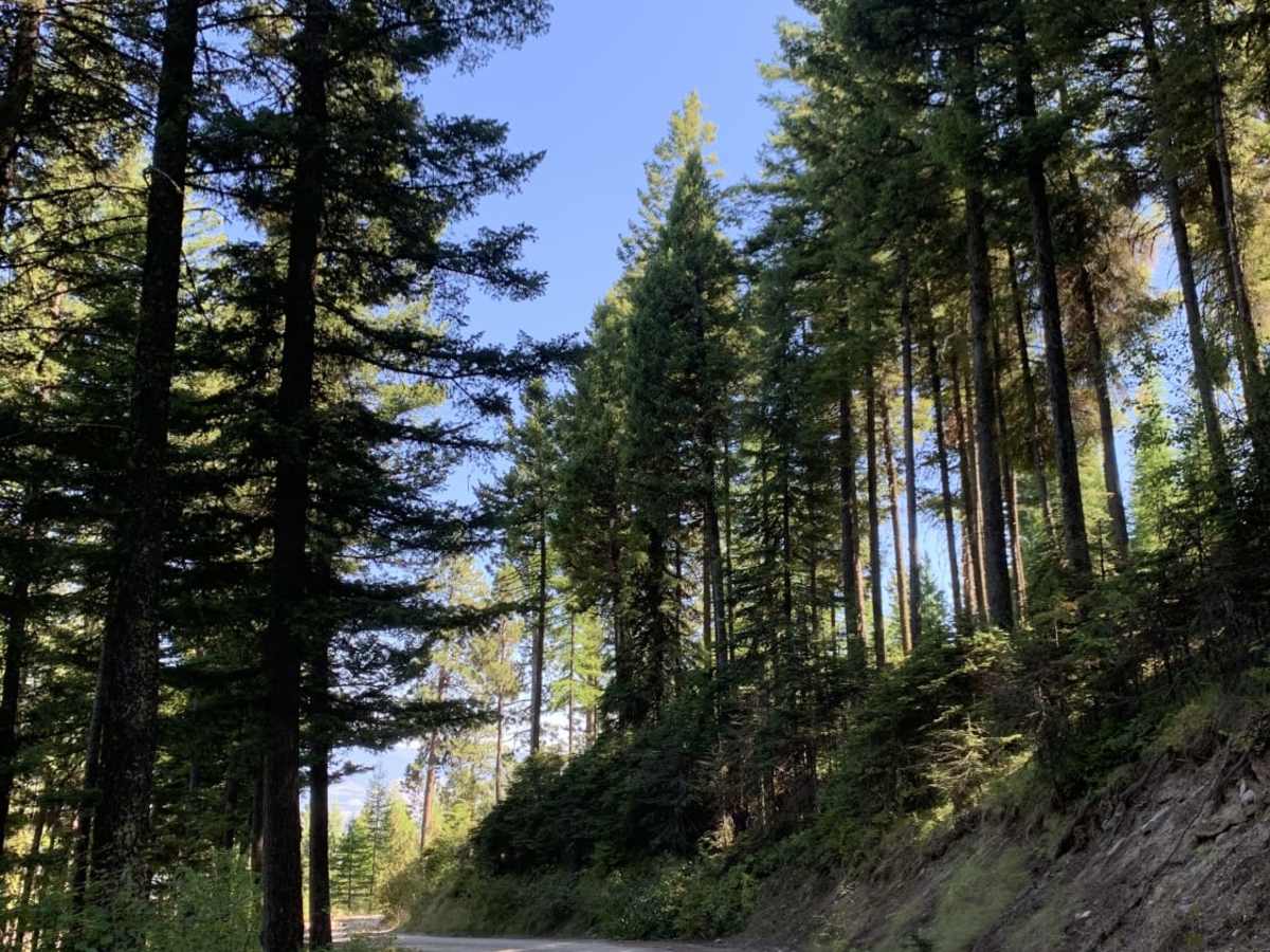 Bear Creek Overlook Trail photo 6