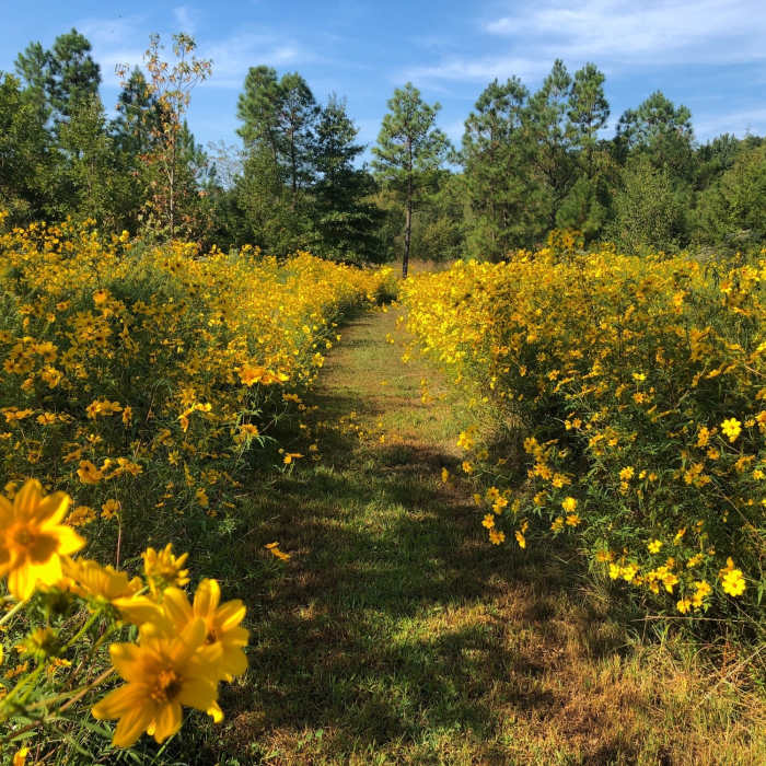 Wildflowers galore in the meadow. Near Accotink Creek Two Lookouts Loop