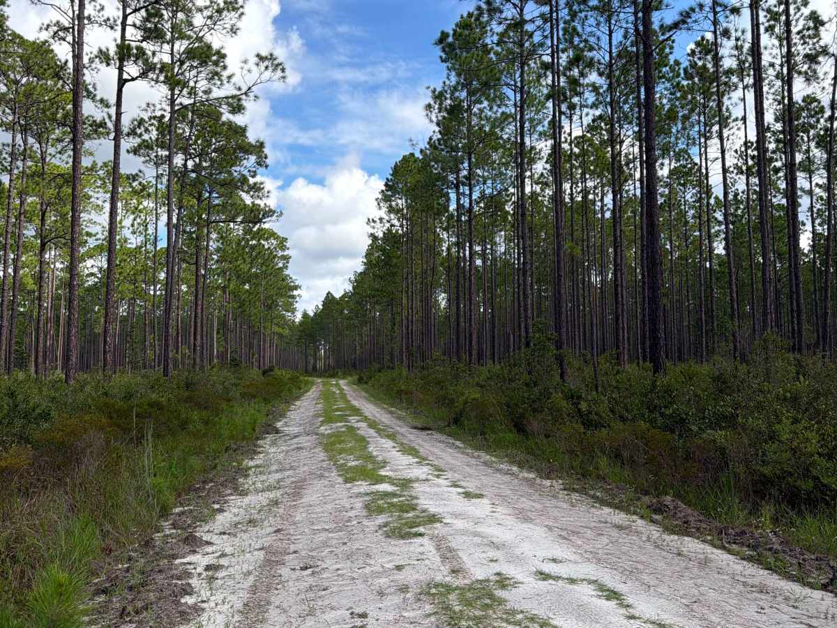 Fraser - FS 204 photo 6