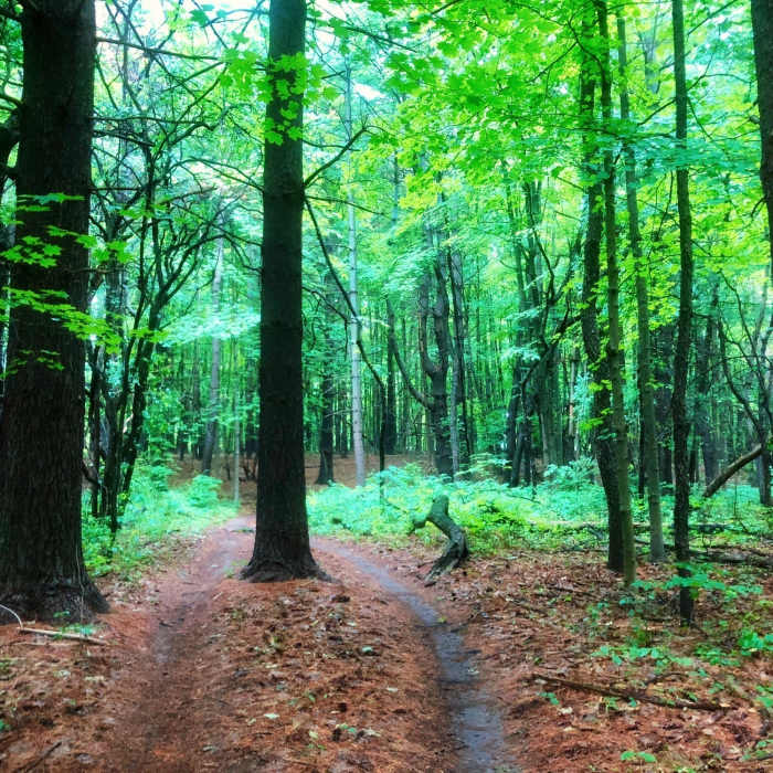 June day on the MTB loop! Near Maybury State Park