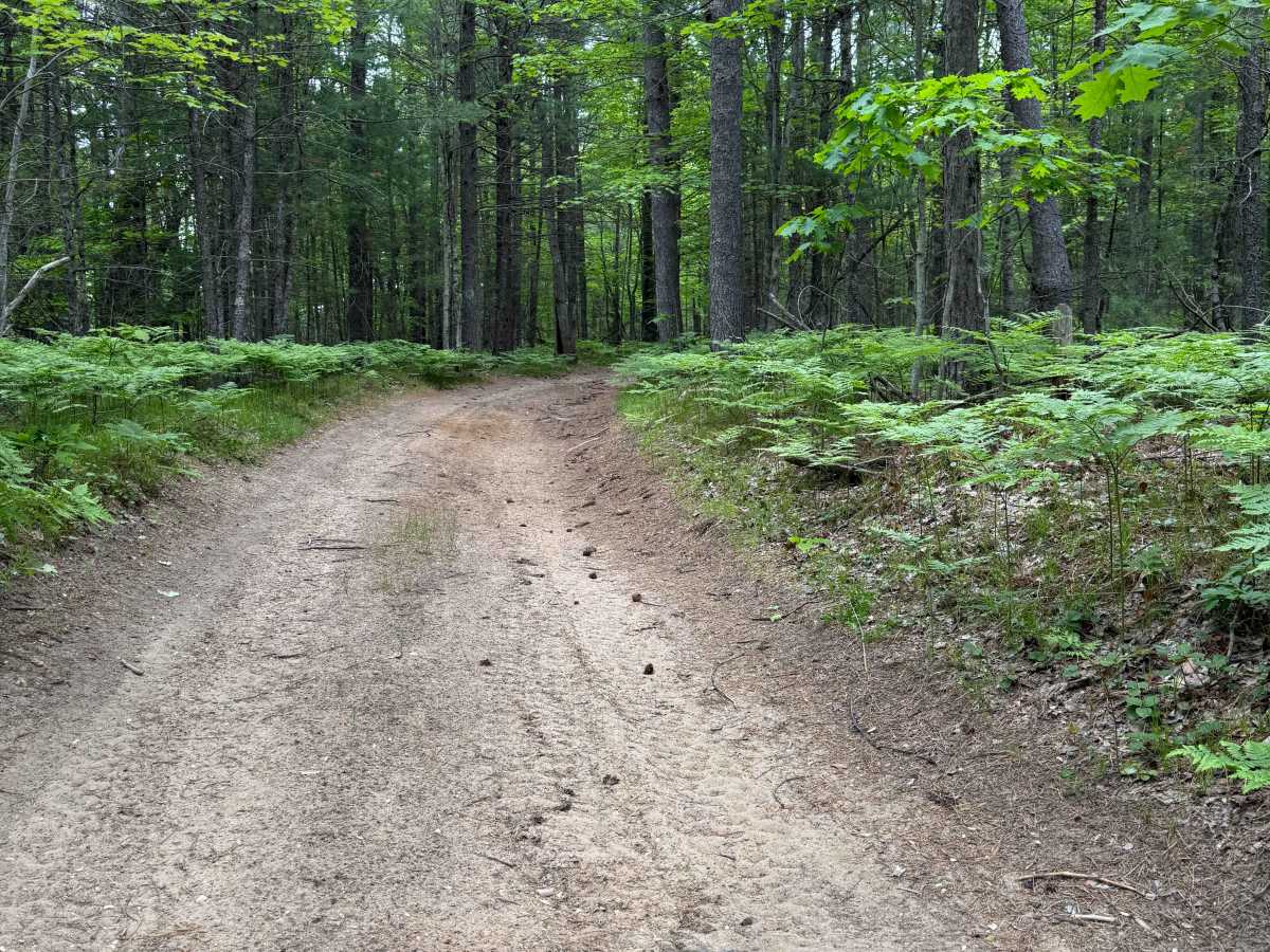 Kalkaska North Mountain Bike Trail photo 6