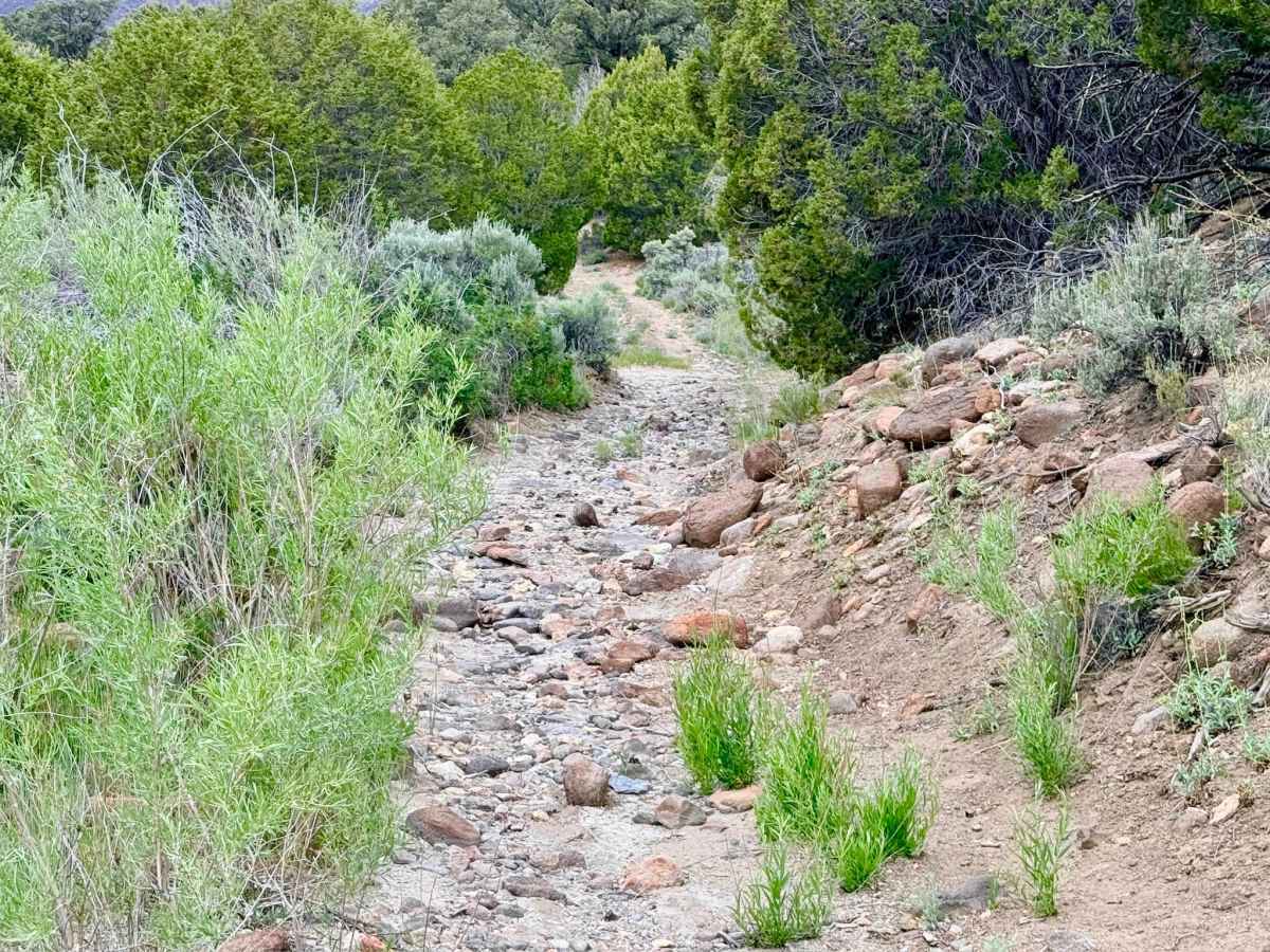 Clover Creek - FS 44098 trail photo
