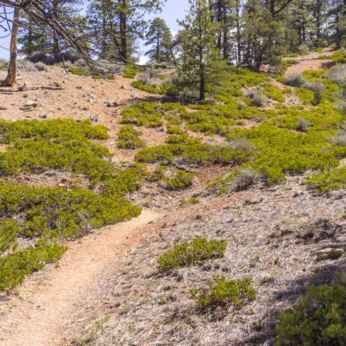 Near Buckhorn Trail Hike