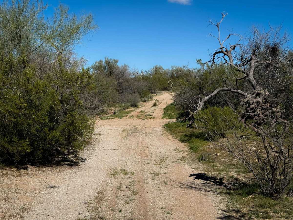 Cholla Way  photo 5