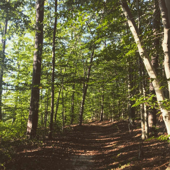 Near Piney Orchard Nature Preserve