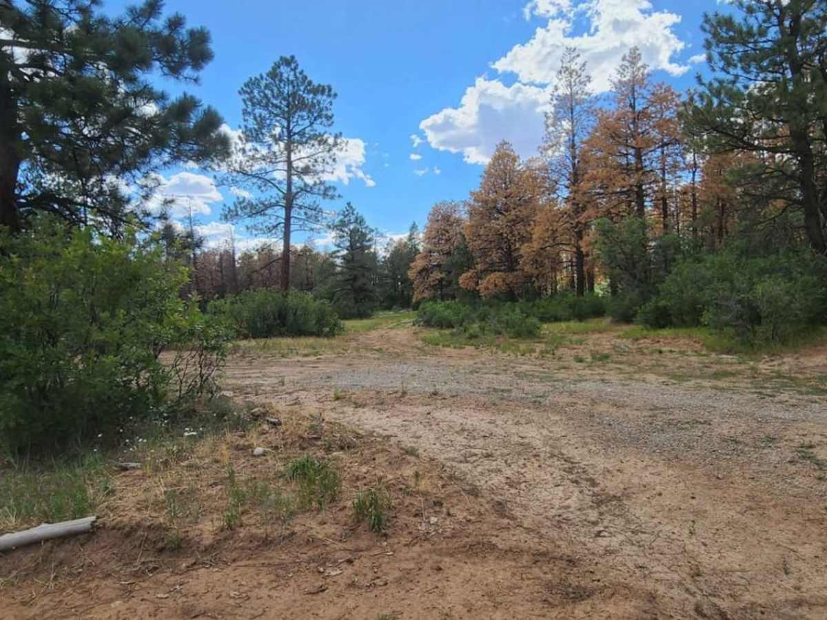 Flat Iron Road trail photo