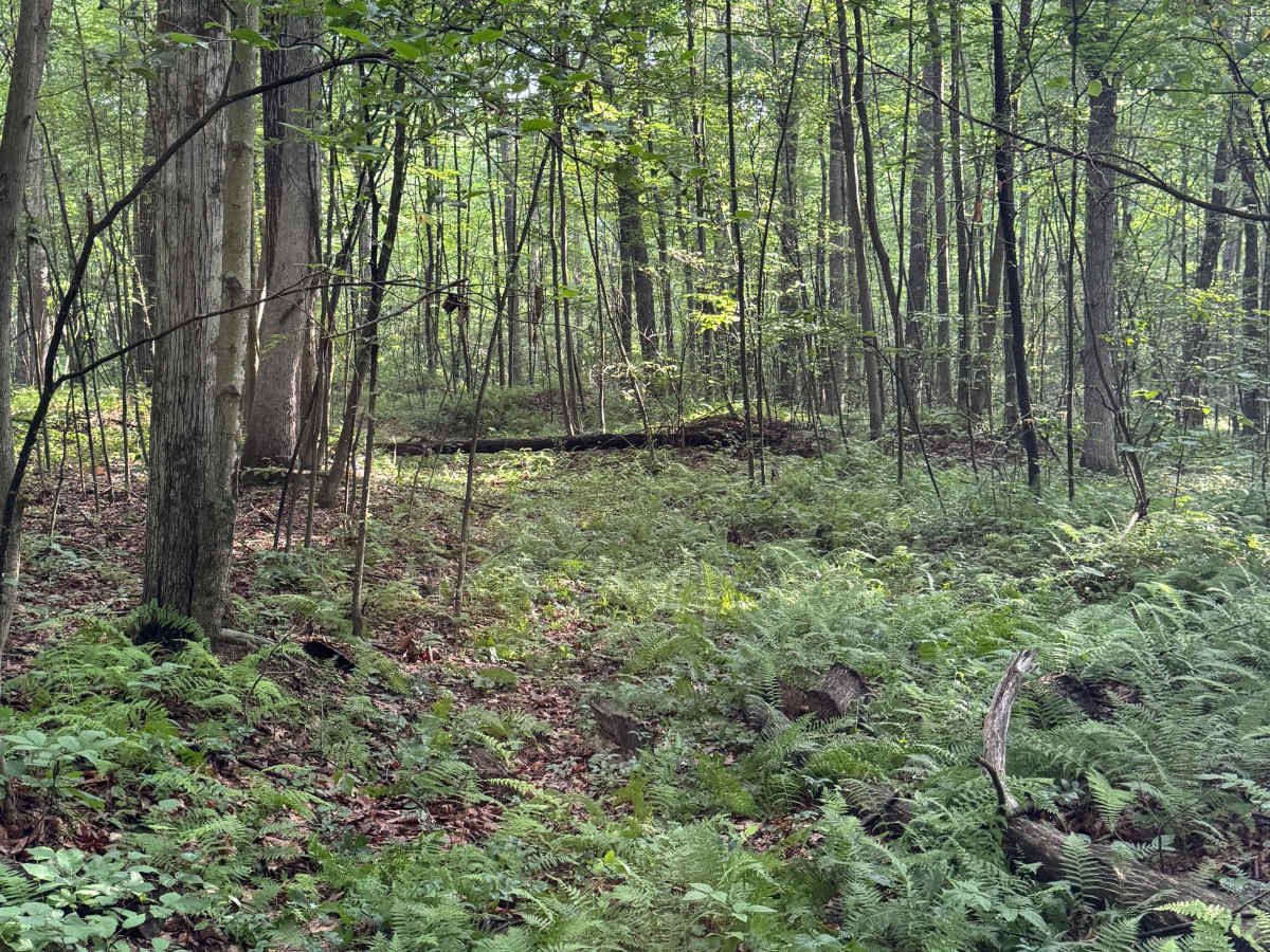 Trail 51 photo 5