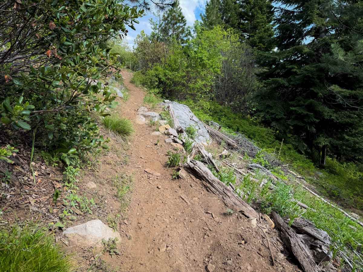 North Knob - Trail 319 photo 2