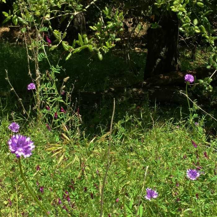 Near Blue Oak Trail