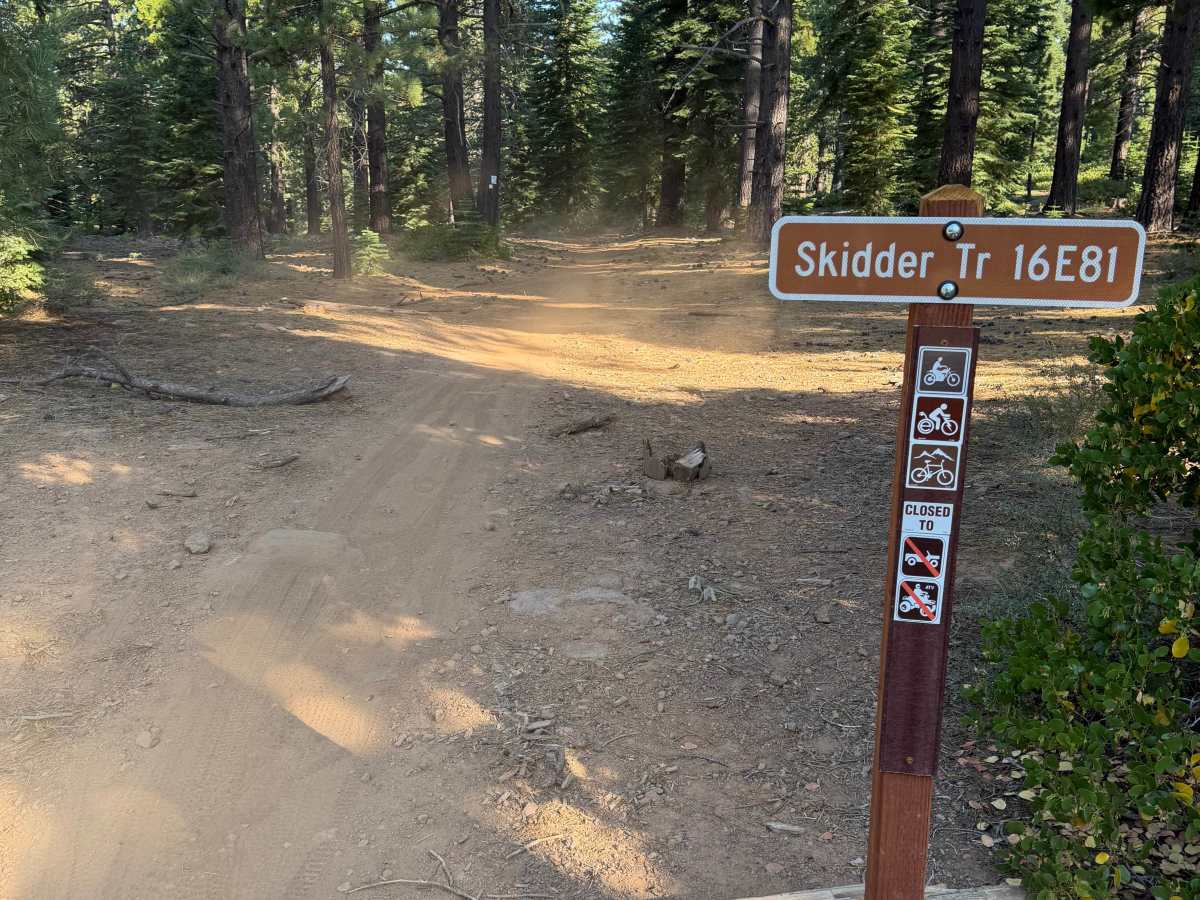 Skidder trail photo