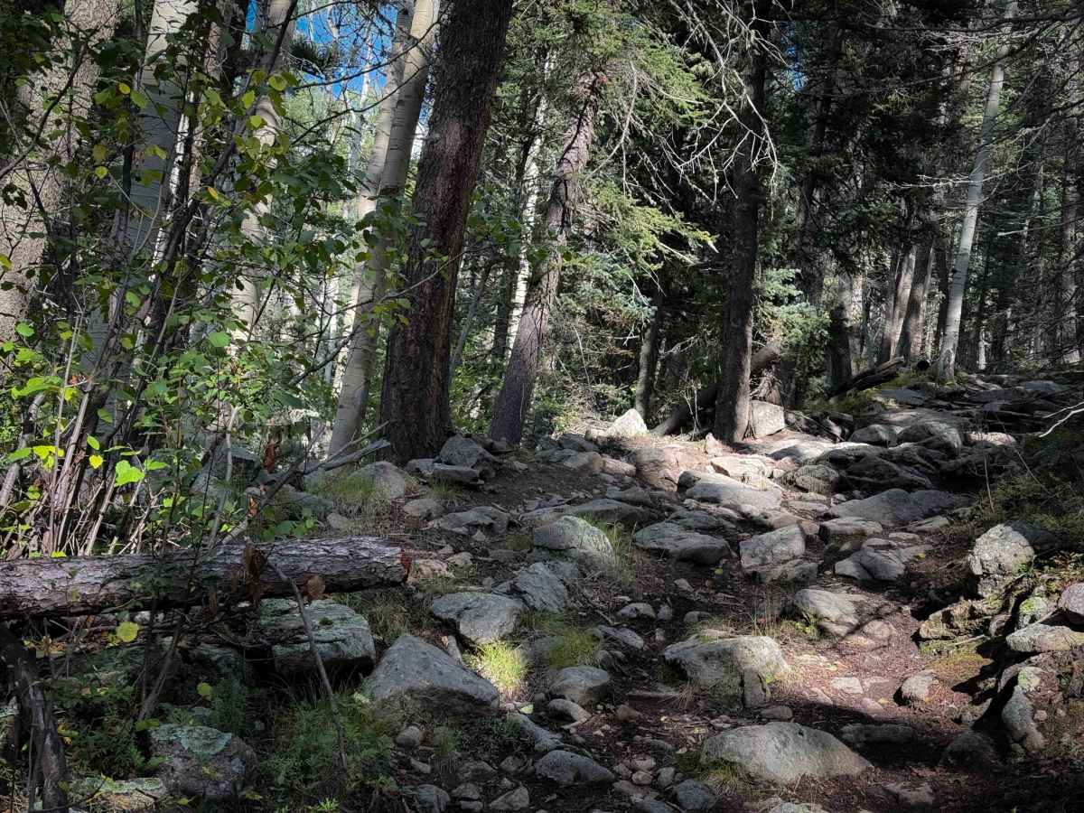 Gallegos Trail - FS 4  trail photo