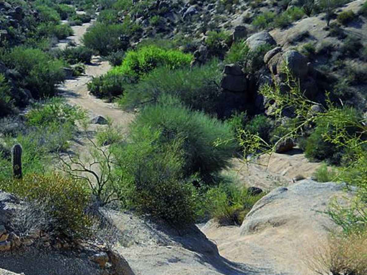 Sycamore Creek trail photo