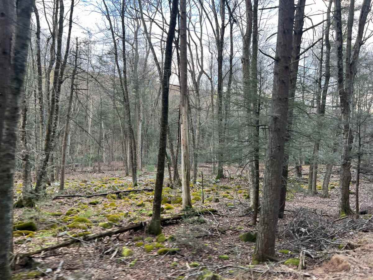 Bear Run Road photo 6