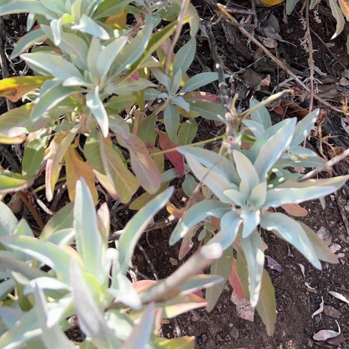 Near George's Gap to Hoyt Mountain: East Ridge Loop