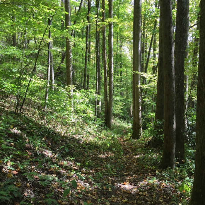 The Jonas Creek Trail--even away from its numerous creekside spots--contains many peaceful, shady areas. Near Jonas Creek Trail
