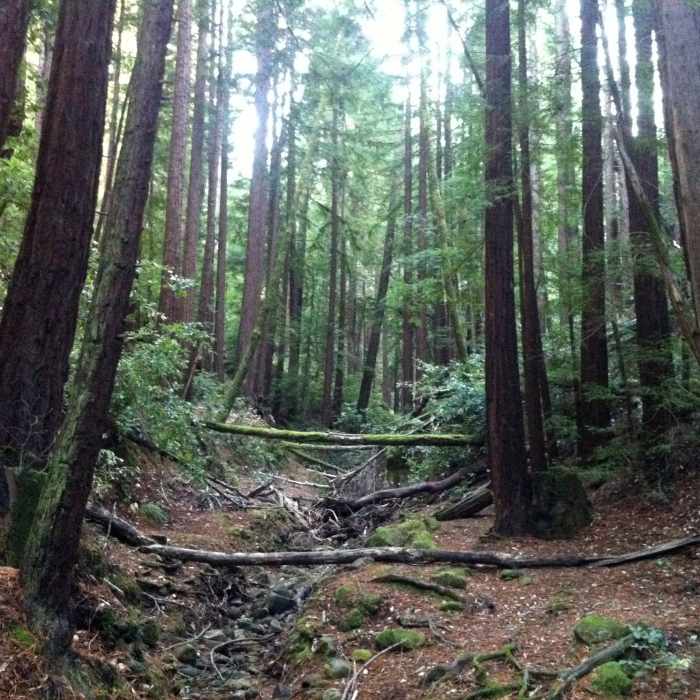 Near Campground Trail