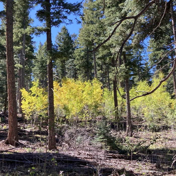 Aspens shining in the sunshine. Near Poll Knoll Trail System