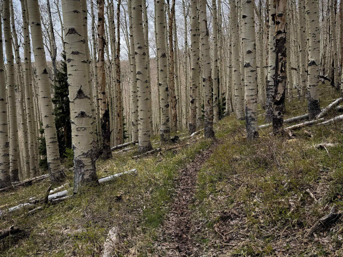 Trust Lands Singletrack (North)  photo 4