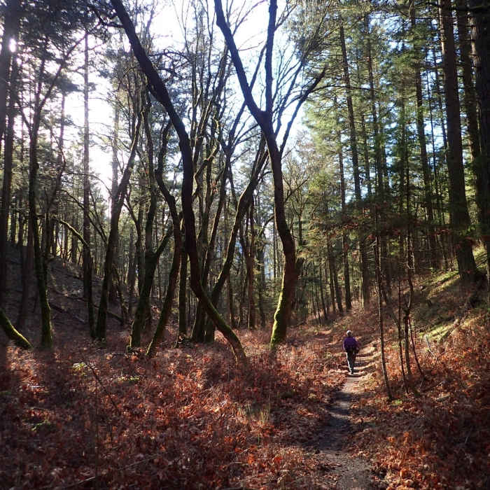 The forest in winter Near Enchanted Forest Trail
