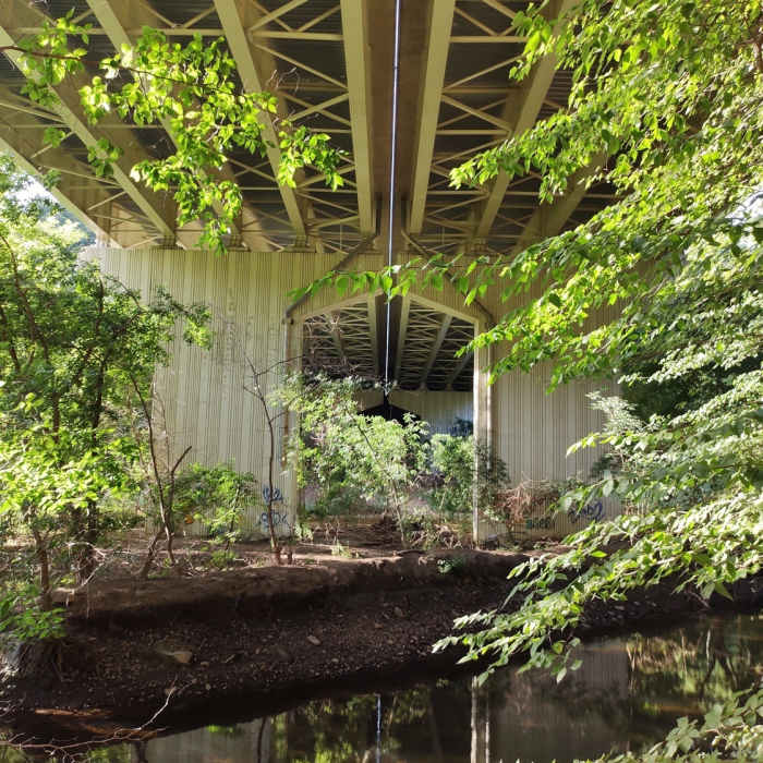 Near Springfield Trail