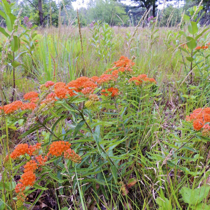 Near Tolleston Dunes Trail