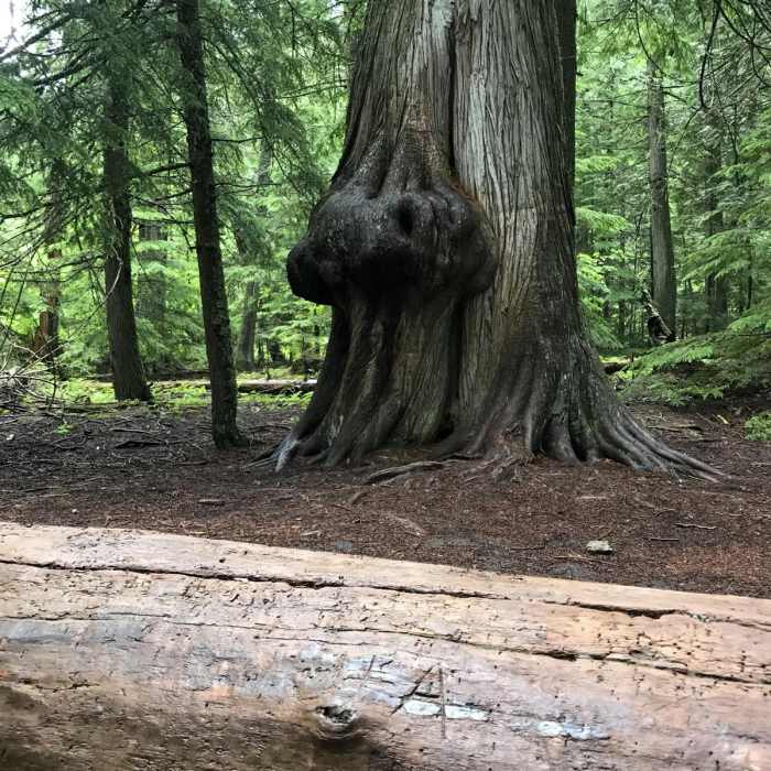 Near Trail of the Cedars