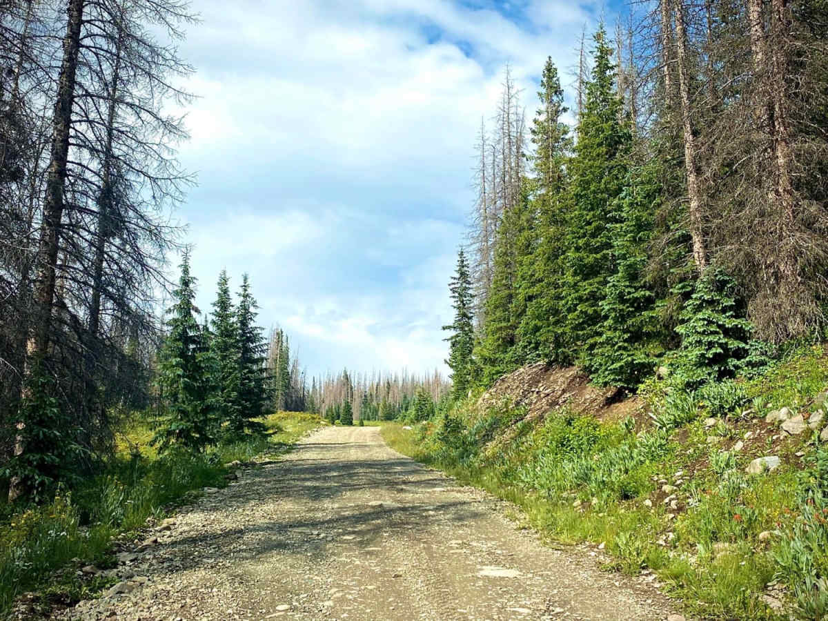 Kerr Road #257-1A trail photo