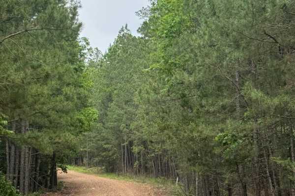Blue Jay Hollow