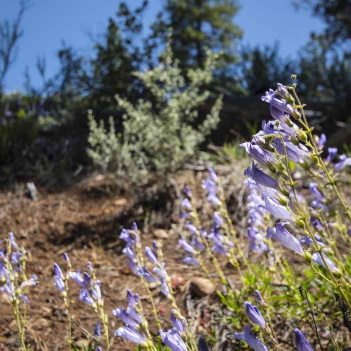 Near Upper Whychus Creek Trail