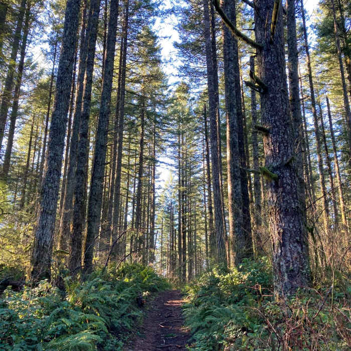 Near Buck Mountain Loop