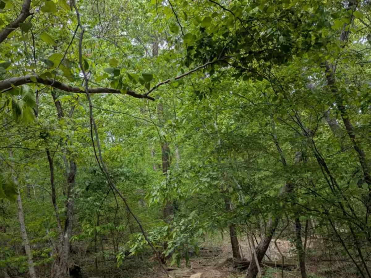 George Winters Trail (GWT) photo 3