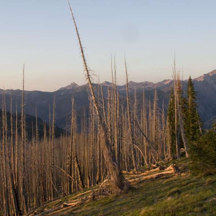 Near Picket Mountain Trail