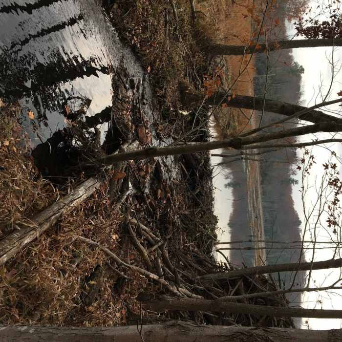 The beaver dam. Near Red Trail