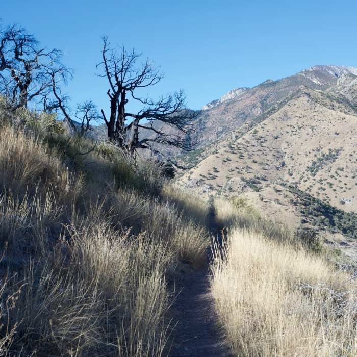 Near Joe's Canyon Trail