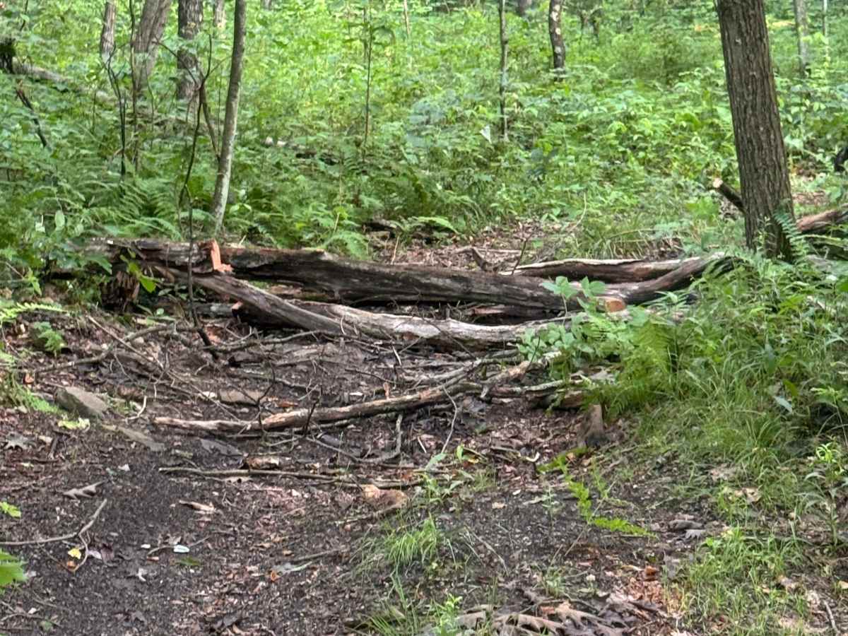 Trail 59 photo 2