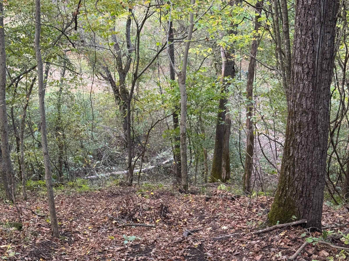 Bomber photo 5