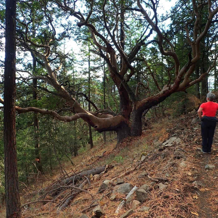 The large, old madrone along the trail Near Ponderosa Trail