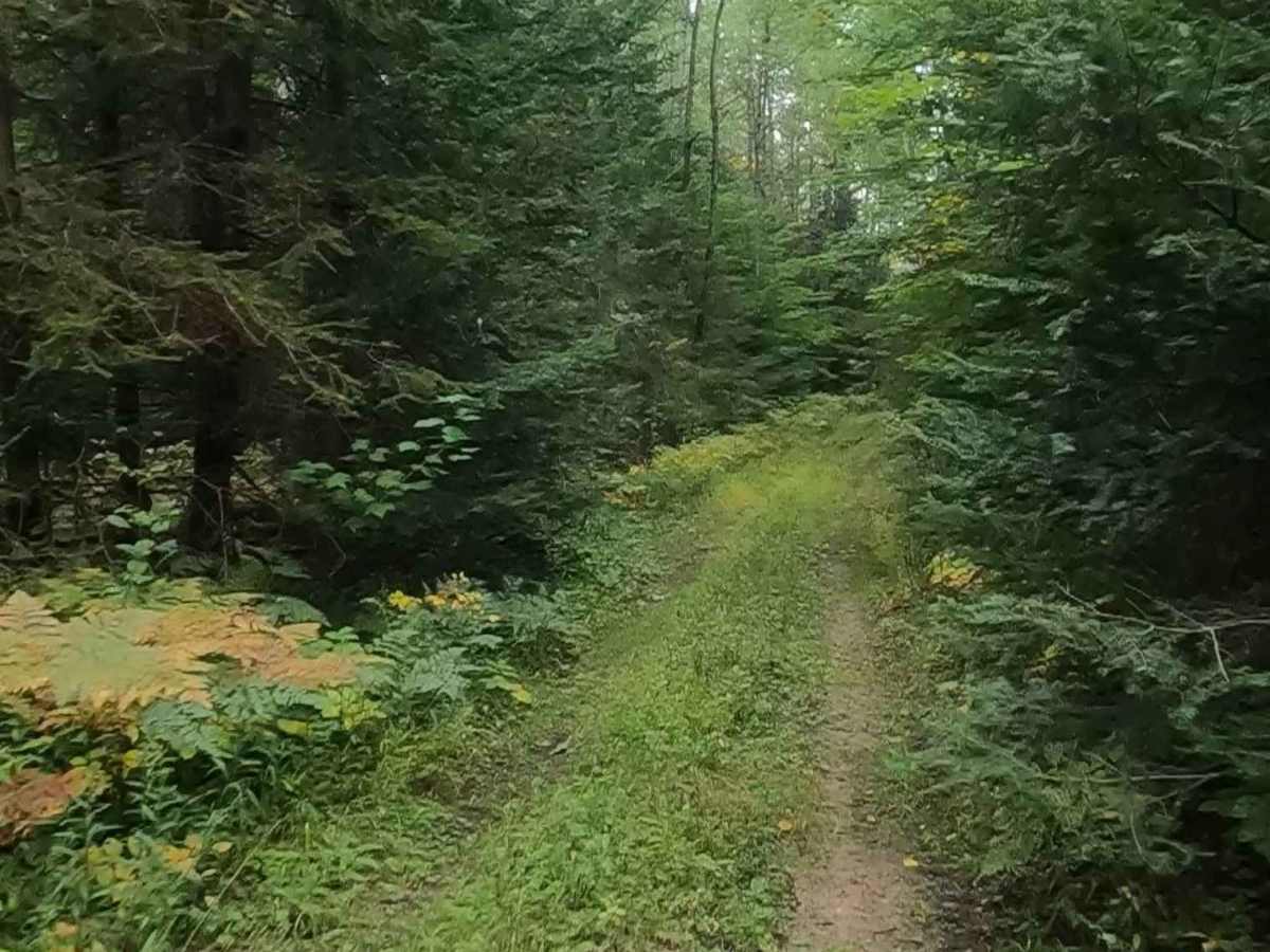 Strickler Truck Road - Timber Loop photo 5