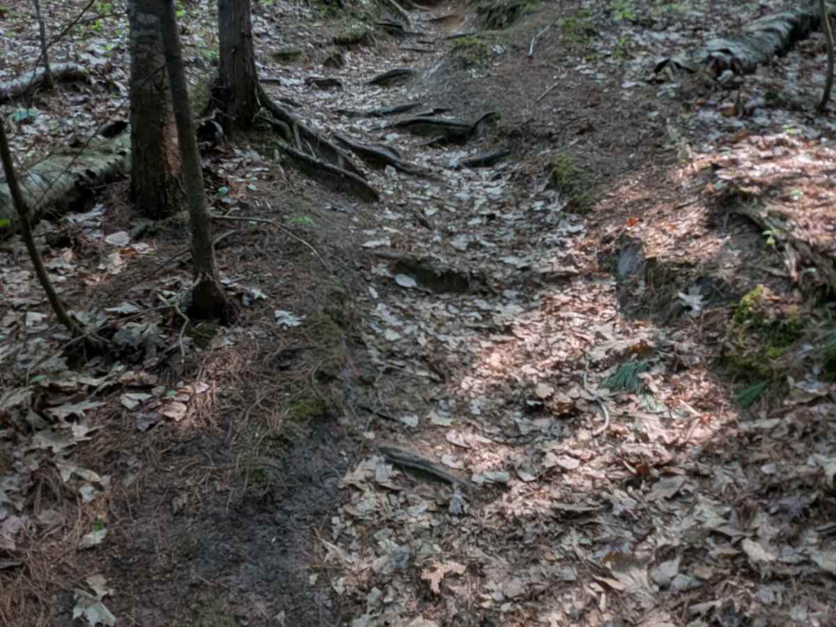 Alder Truck Trail photo 6