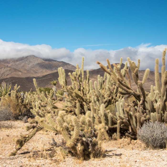 Near Pictograph Trail