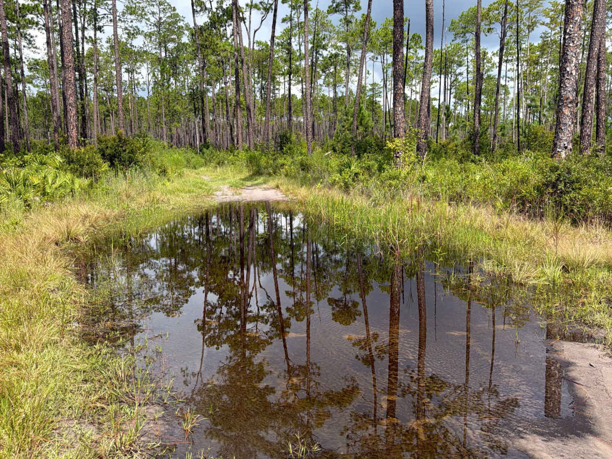 Osceola 277-B trail photo