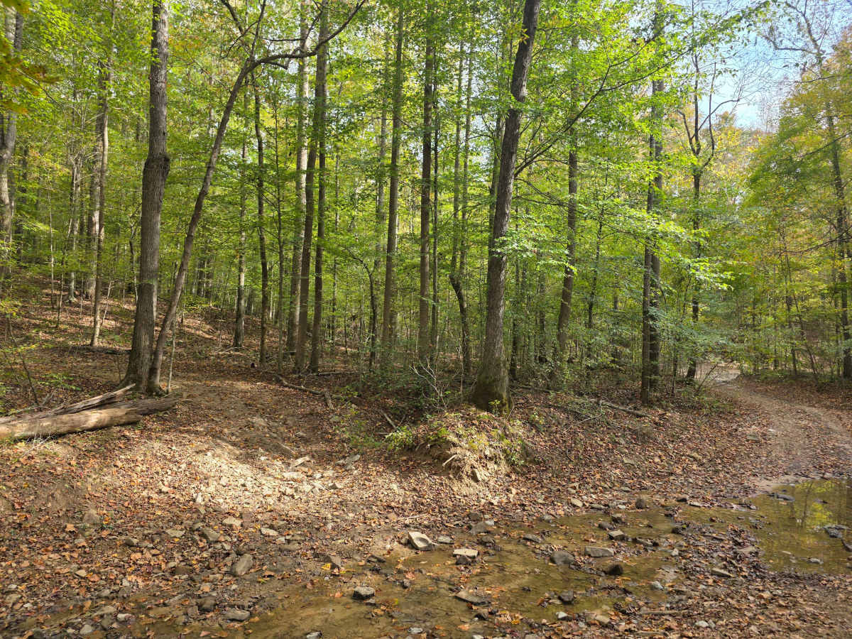 Tin Top Ridge trail photo