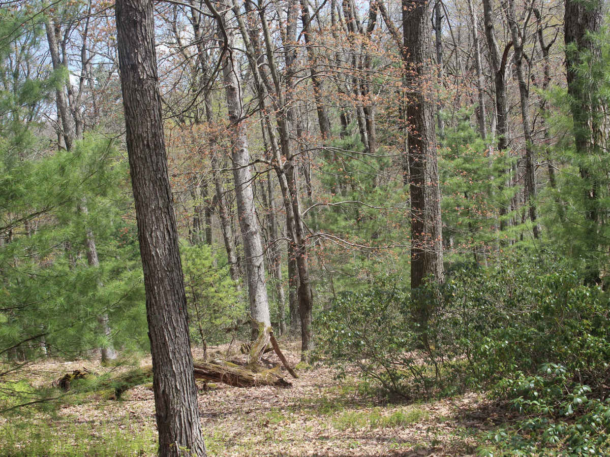 Old Sand Mountain Road photo 6