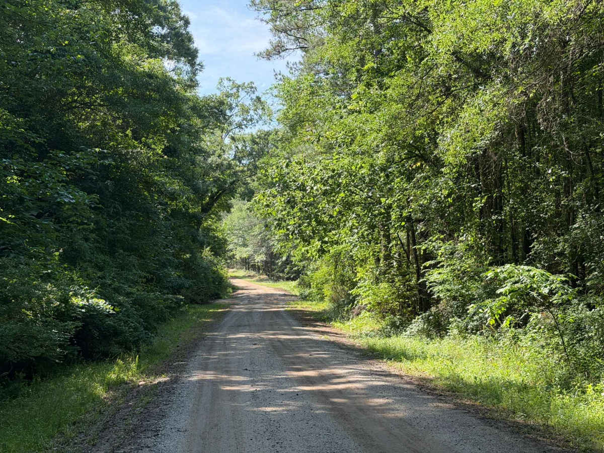 Ross Road photo 4