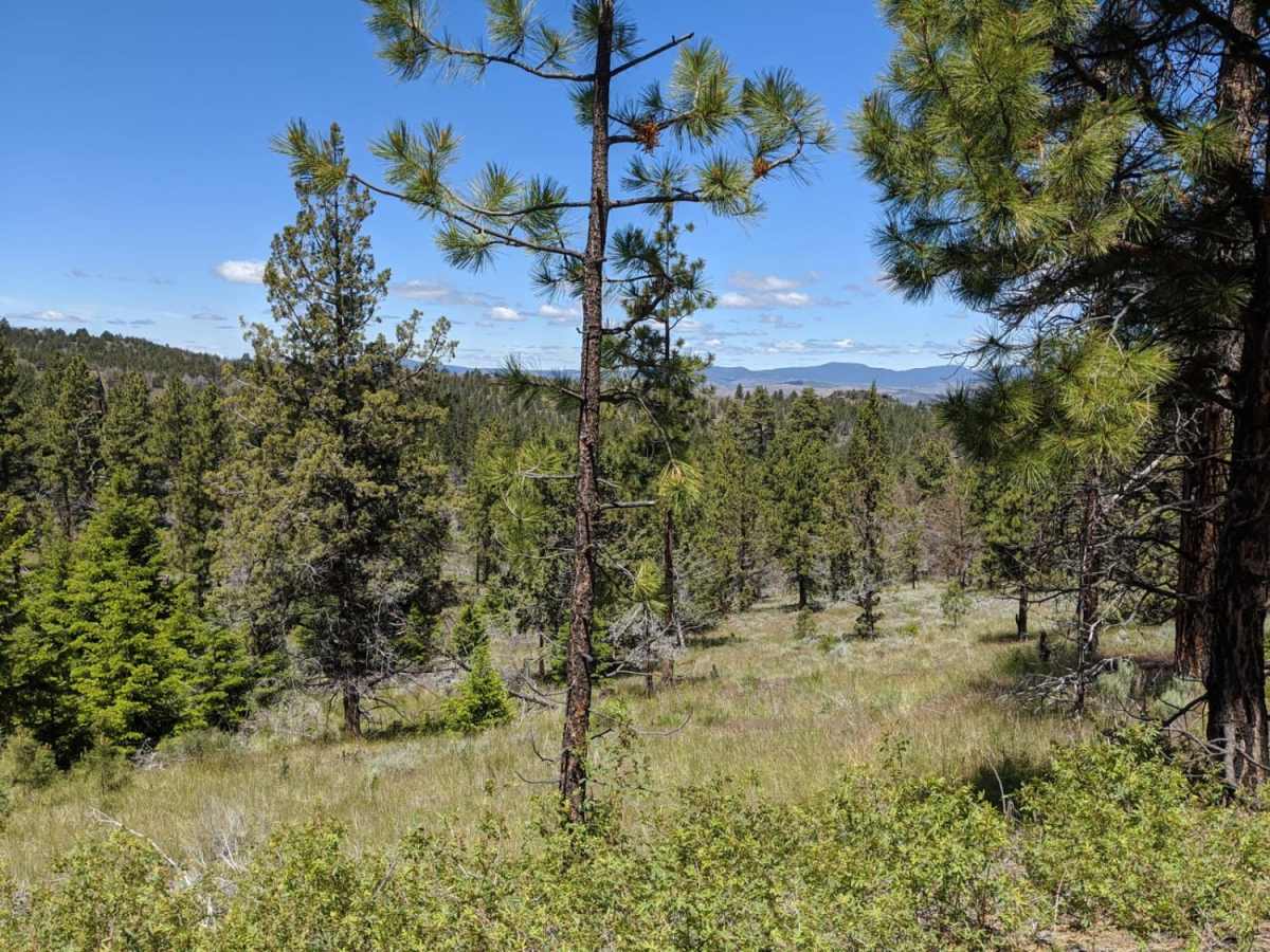Wild Cattle Trail photo 2