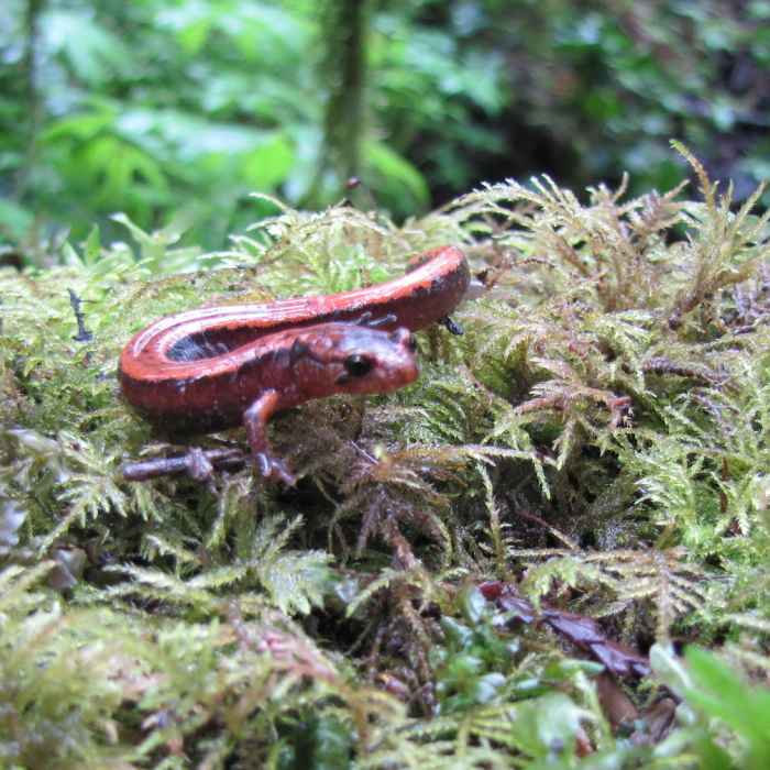 Near Tryon Creek Loop