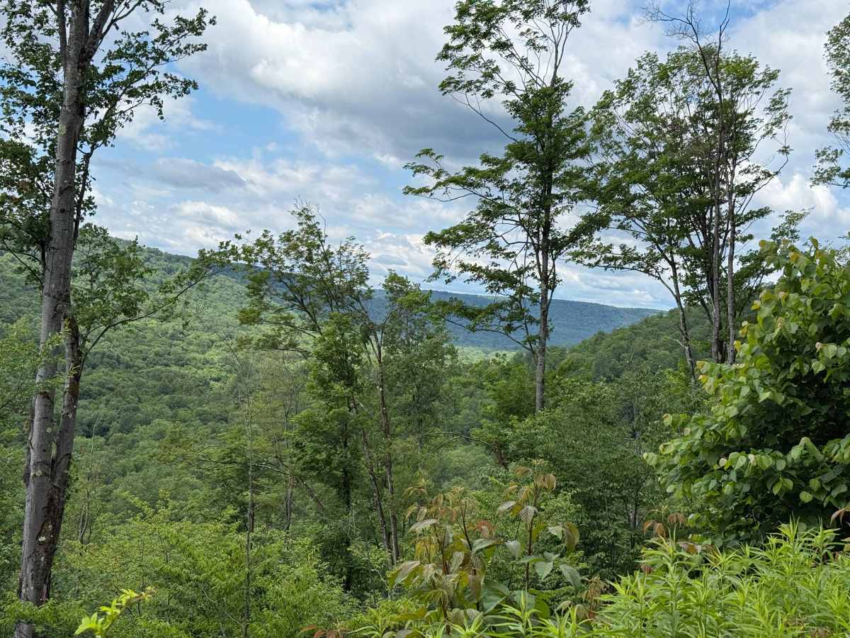Whiting Run - FS 321 trail photo