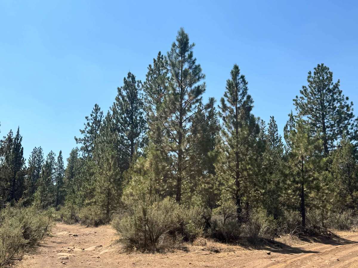 FS 2055-970 trail photo