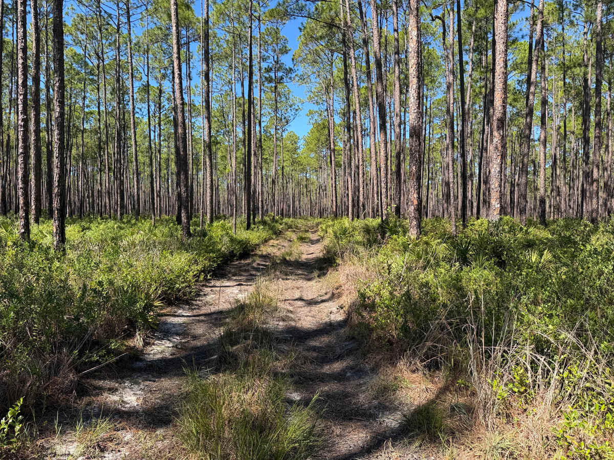 FS 704 trail photo